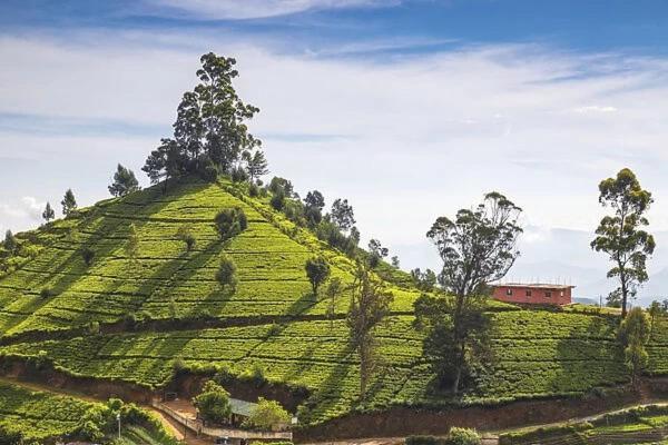 Green Mount View Two Bed Room Apartment Nuwara Eliya Extérieur photo